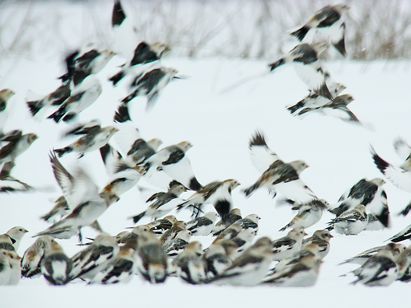 Snow Bunting - Plectrophenax nivalis - DSC09330