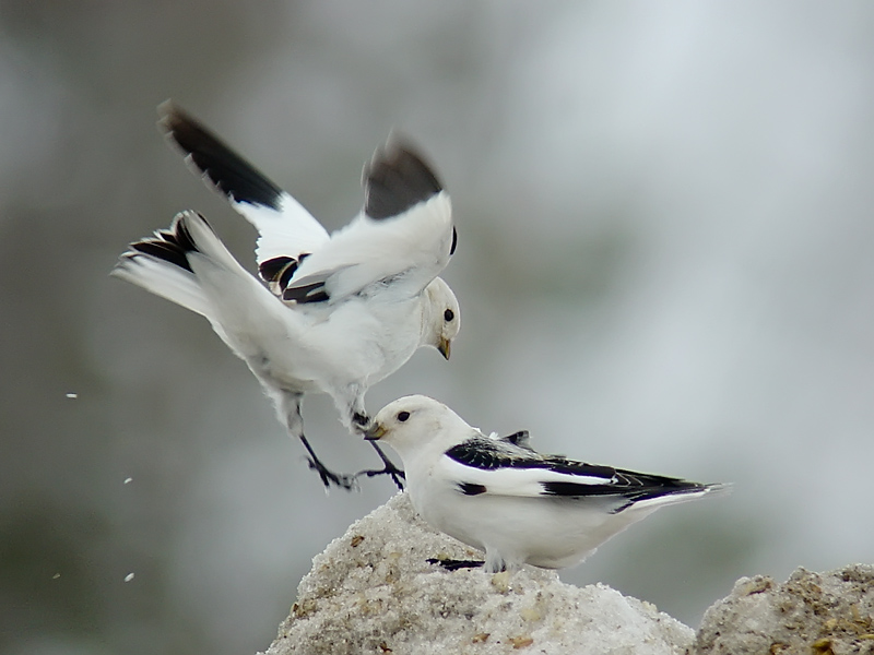 Snow Bunting - Plectrophenax nivalis - DSC09423
