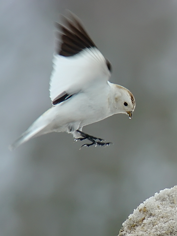 Snow Bunting - Plectrophenax nivalis - DSC09471