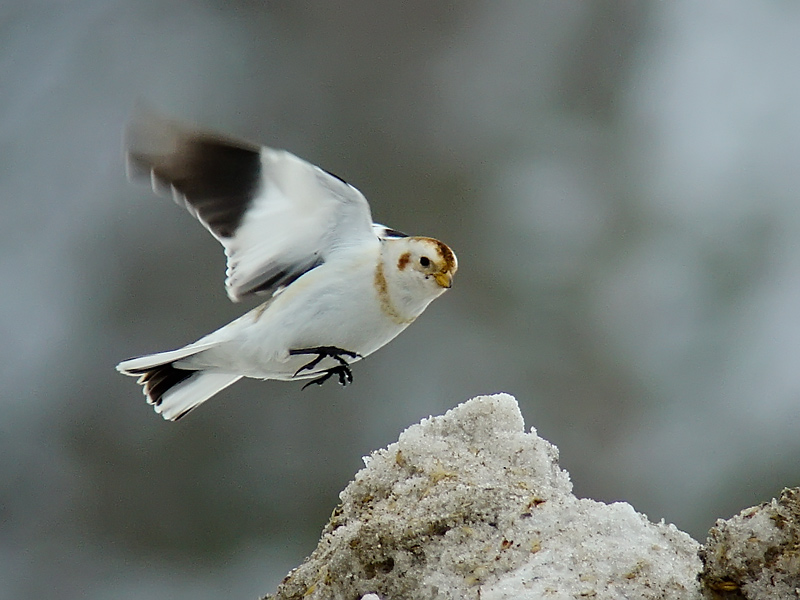 Snow Bunting - Plectrophenax nivalis - DSC09483