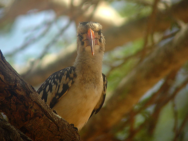 Red-billed Hornbill (R&ouml;dn&auml;bbad toko) - Tockus erythrorhynchus