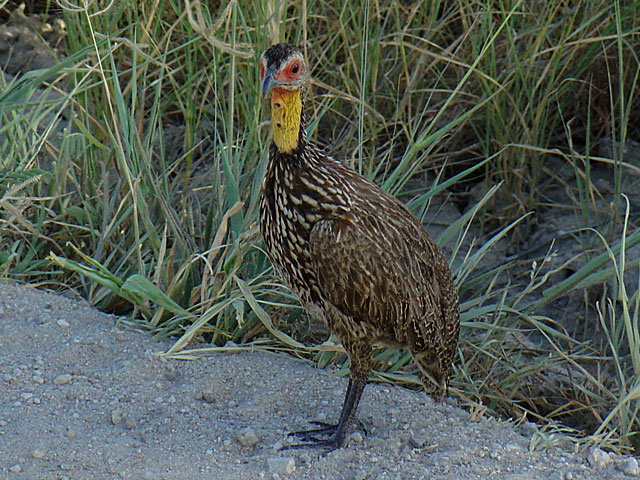 Yellow-necked Spurfowl (Gulstrupig frankolin) - Francolinus leucoscepus