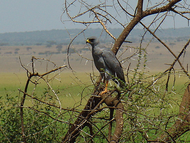 Pale Chanting Goshawk (&Ouml;stafrikansk blek s&aring;ngh&ouml;k) - Melierax poliopterus