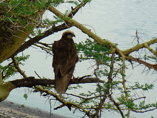 Eurasian Marsh Harrier (Brun k&auml;rrh&ouml;k) - Circus aeruginosus