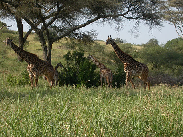 Giraffe (Masaigiraff) - Giraffa camelopardalis tippelskirchi