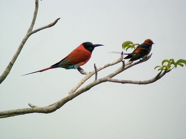 Northern Carmine Bee-eater (Nordlig karminbi&auml;tare) - Merops nubicus & Lesser Striped Swallow (Mindre strimsvala) - Hirundo abyssinica