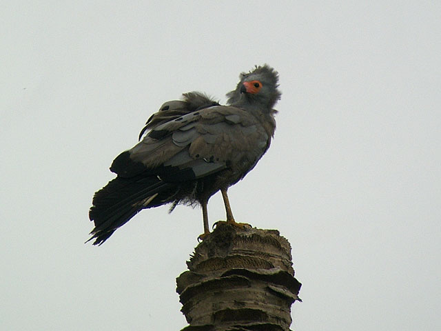 Gymnogene (Afrikansk kl&auml;tterh&ouml;k) - Polyboroides typus