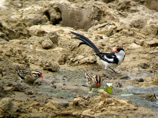 Pin-tailed Whydah (Dominikaner&auml;nka) - Vidua macroura