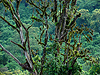 Ngorongoro Conservation Area - Tanzania