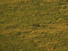 Ngorongoro Conservation Area - Tanzania