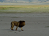 Ngorongoro Crater - Tanzania