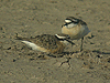 Kittlitz's Plover - Charadrius pecuarius - Ngorongoro Crater - Tanzania