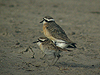 Kittlitz's Plover - Charadrius pecuarius - Ngorongoro Crater - Tanzania