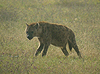 Ngorongoro Crater - Tanzania