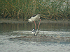 White-winged Tern - Chlidonias leucopterus & Black-winged Stilt - Himantopus himantopus - Ngorongoro Crater - Tanzania