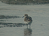 Little Stint - Calidris minuta - Ngorongoro Crater - Tanzania