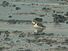 Chestnut-banded Plover - Charadrius pallidus - Ngorongoro Crater - Tanzania