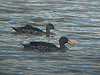 Yellow-billed Duck - Anas undulata - Ngorongoro Crater - Tanzania