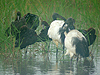 Glossy & Sacred Ibis - Plegadis falcinellus & Threskiornis aethiopicus - Ngorongoro Crater - Tanzania