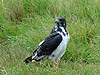 Augur Buzzard - Buteo augur - Ngorongoro Conservation Area - Tanzania