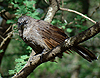 Black-lored Babbler - Turdoides sharpei - Serengeti National Park - Tanzania