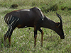Serengeti NP - Tanzania