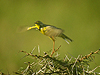 Yellow-throated Longclaw - Macronyx croceus - Serengeti National Park - Tanzania