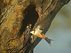 SMosque Swallow - Hirundo senegalensis - Serengeti National Park - Tanzania
