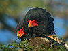 Bateleur - Terathopius ecaudatus - Serengeti National Park - Tanzania