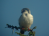 Pygmy Falcon - Polihierax semitorquatus - Serengeti National Park - Tanzania
