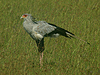 Secretary Bird - Sagittarius serpentarius - Serengeti National Park - Tanzania