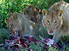 Serengeti NP - Tanzania