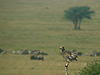 Lappet-faced Vulture - Torgos tracheliotus - Serengeti National Park - Tanzania