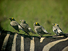 Wattled Starling - Creatophora cinerea - Serengeti National Park - Tanzania
