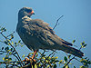 Dark Chanting Goshawk - Melierax metabates - Serengeti National Park - Tanzania