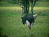 Ostrich - Struthio camelus - Serengeti National Park - Tanzania