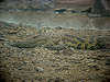 Serengeti NP - Tanzania