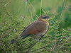 White-browed Coucal - Centropus superciliosus - Serengeti National Park - Tanzania