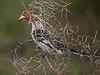 Von der Decken's Hornbill - Tockus deckeni - Serengeti National Park - Tanzania