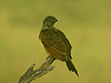 Black Coucal - Centropus grillii - Serengeti National Park - Tanzania