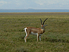 Grant's Gazelle - Gazella Granti - Ngorongoro Crater - Tanzania