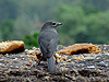 White-eyed Slaty Flycatcher - Melaenornis fischeri - Gibbs Farm - Karatu - Tanzania