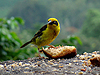 Baglafecht Weaver - Ploceus baglafecht - Gibbs Farm - Karatu - Tanzania