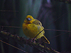 Holub's Golden Weaver - Ploceus xanthops - Gibbs Farm - Karatu - Tanzania