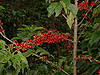 Gibbs Farm - Karatu - Tanzania