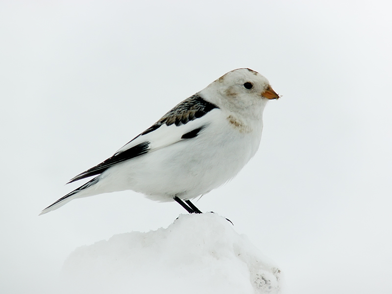 Snow Bunting - Plectrophenax nivalis - DSC09355