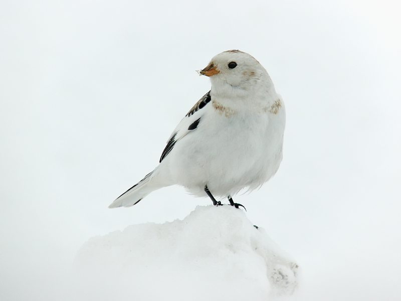 4:th place in the Swarovski Digiscoper of the Year 2009 - Snow Bunting - Plectrophenax nivalis - DSC09356