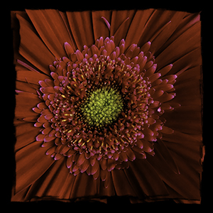 HDR FLOWERS