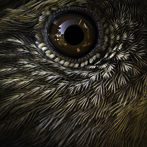 BIRD MUGSHOTS