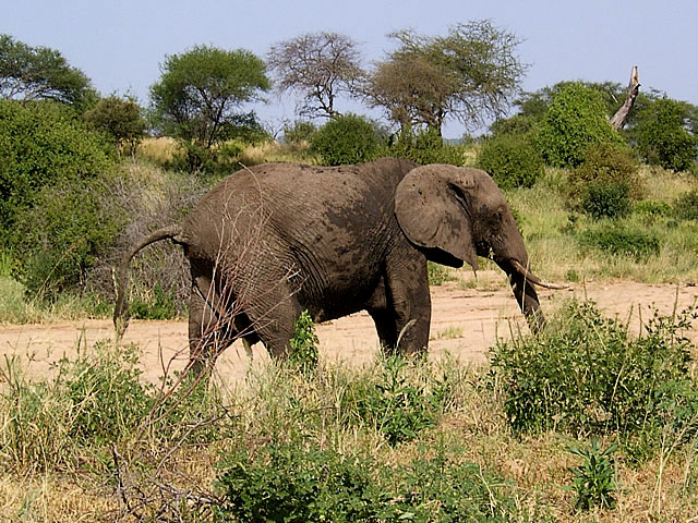 Elephant (Afrikansk elefant) - Loxodonta africana
